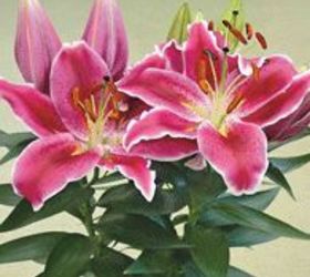 Lilium 'After Eight':  Flowers