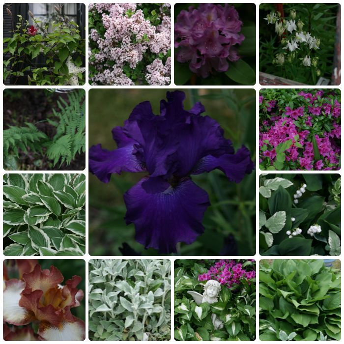 come see what s blooming in my garden this week, flowers, gardening, Mini Collage of What s blooming this week