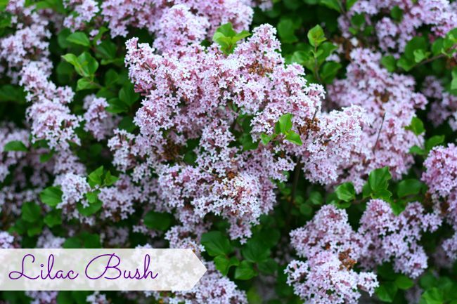 come see what s blooming in my garden this week, flowers, gardening, Lilac bush started from a little stick
