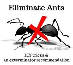 diy ant killer and exterminator recommendations, pest control