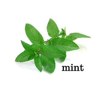 diy ant killer and exterminator recommendations, pest control, and I thought mint was just for juleps