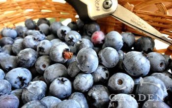Birds Gobbling Your Ripe Blueberries? Here's How to End Their Feast.