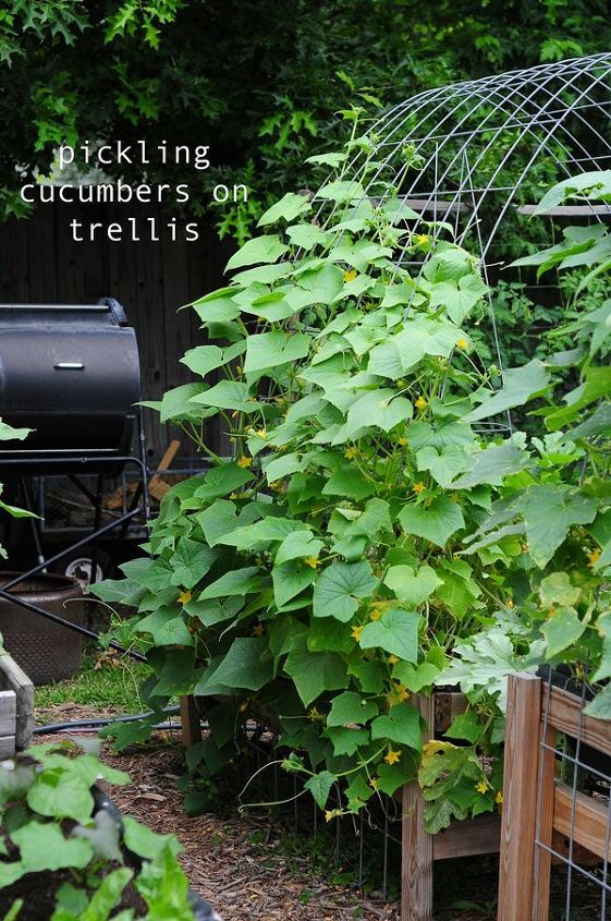 13 beneficios de la jardinera urbana elevada, en esta econom a tiene sentido cultivar tus propios alimentos