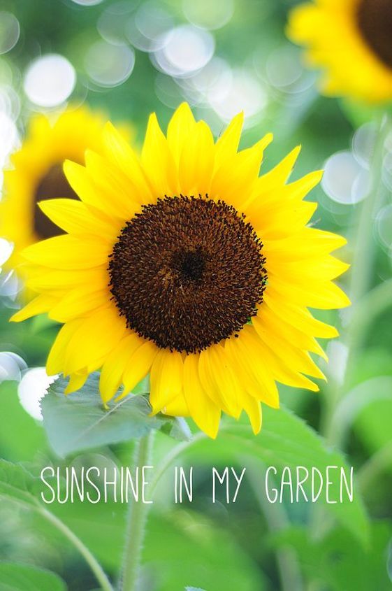 the benefits of raised urban gardening, gardening, homesteading, urban living, 5 Put it anywhere the sun shines