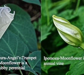 different types of moonflowers, flowers, gardening