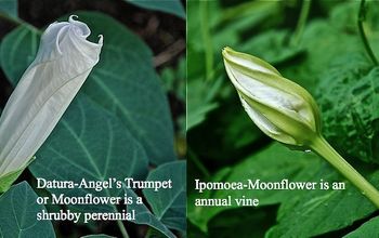 Different Types of Moonflowers