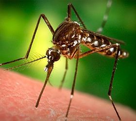 i m a mosquito magnet bite prevention and remedies, outdoor living, pest control