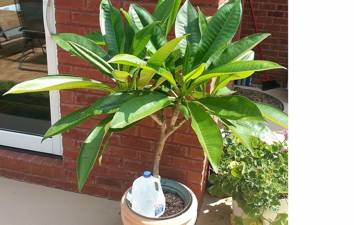 plumerias lots of leaves 2 are very healthy and yet no flowers, flowers, gardening, hibiscus, Larger of the 3 yet NO FLOWERS 1
