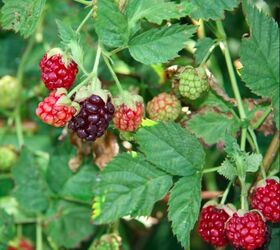 taste of summer a give away, gardening, Boysenberries