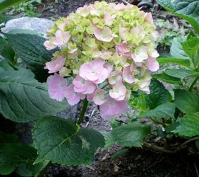 tips for keeping hydrangeas from drooping, flowers, gardening, hydrangea, Cut your Hydrangeas in the early morning and immediately immerse them in water