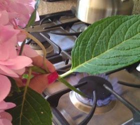 tips for keeping hydrangeas from drooping, flowers, gardening, hydrangea, After making a sharp diagonal cut sear the bottom of the cut in a flame