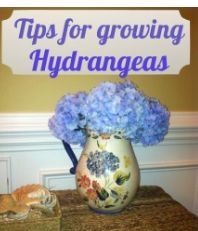 5 tips for growing hydrangeas, flowers, gardening, hydrangea, 5 tips for growing the best hydrangeas Don t prune or trim hydrangeas in the fall The only thing that you need to do in the fall is to take off the dead flowers see more at yourmodernfamiy com