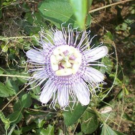 what is this flower i used to see them a lot when i was a child but, flowers, gardening