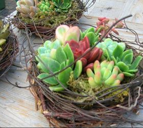 20 succulent planters you ll love, flowers, gardening, succulents