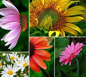 the daisy family, flowers, gardening