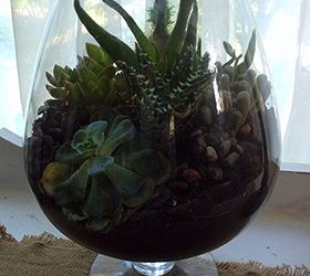 diy succulent terrarium, crafts, flowers, gardening, succulents, terrarium, Love it I m a little concerned about that yellow spot on them sempervi though maybe the plant is just stressed I did have a hard time finding specimens that looked really healthy but I took a chance because succulents are such hardy