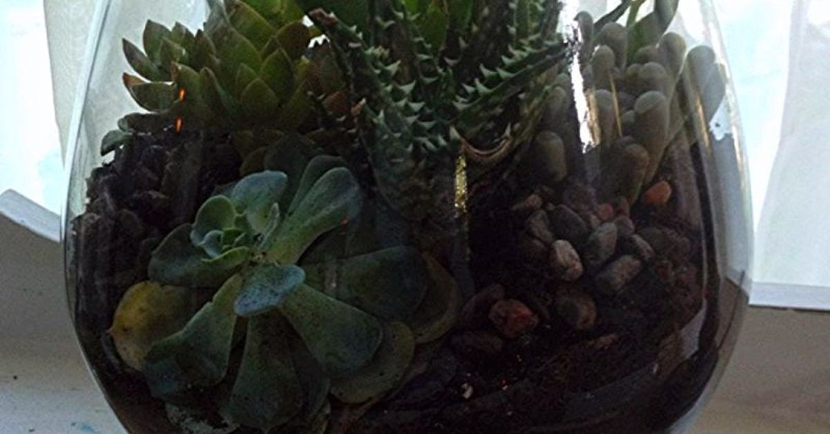 Diy Succulent Terrarium Hometalk