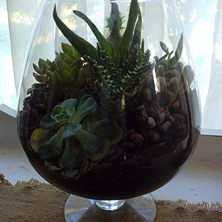 diy succulent terrarium, crafts, flowers, gardening, succulents, terrarium, Love it I m a little concerned about that yellow spot on them sempervi though maybe the plant is just stressed I did have a hard time finding specimens that looked really healthy but I took a chance because succulents are such hardy