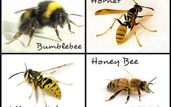 What's With All the Bees? Sting Prevention and Remedies