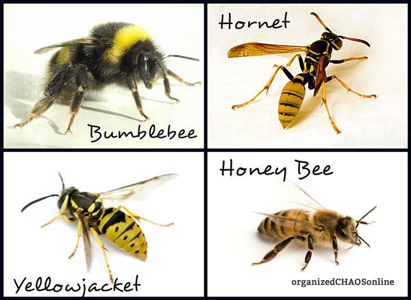 what s with all the bees sting prevention and remedies, gardening, outdoor living, pest control, Did you know that a wasp isn t the name of a particular bee but rather a type of bee