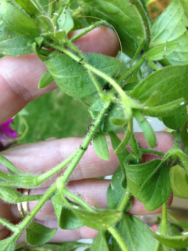 what s wrong with my petunias aphids, gardening