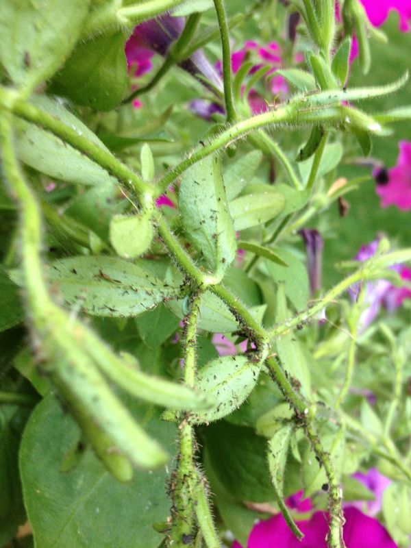 what s wrong with my petunias aphids, gardening