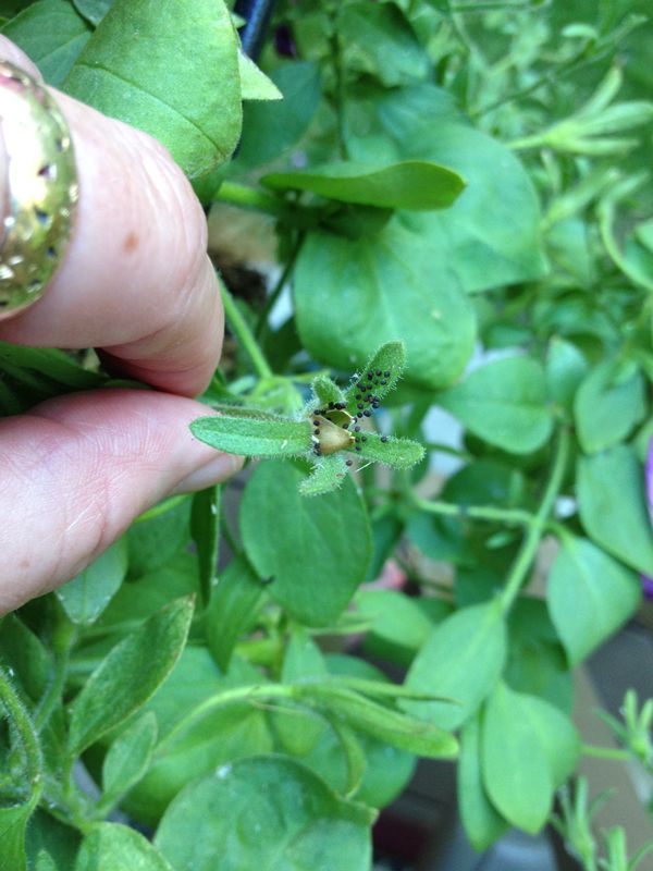 what s wrong with my petunias aphids, gardening