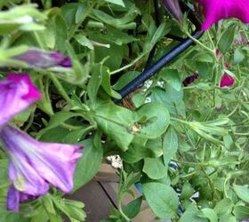 what s wrong with my petunias aphids, gardening