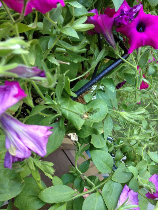 what s wrong with my petunias aphids, gardening