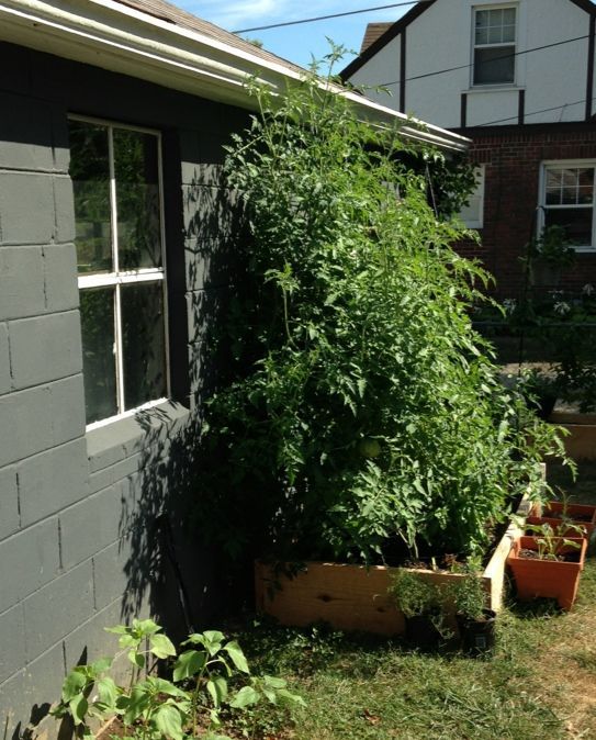 q rookie tomato mistakes, gardening, raised garden beds, 2 weeks ago