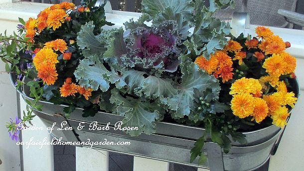 easy fall window boxes, gardening, For the First Day of Fall switched out the IKEA window boxes hanging on the gazebo with tiny mums flowering kale and kept the scaevola Quick and easy change season http pinterest com barbrosen our fairfield garden