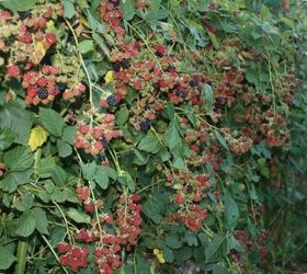 bountiful blackberries, gardening
