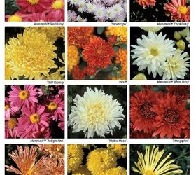 University of Minnesota Hardy Chrysanthemums Developed by the U of MN