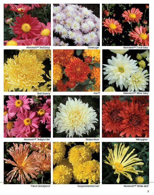 university of minnesota hardy chrysanthemums developed by the u of mn, gardening, chrysanthemums developed by the U of MN for cold climates