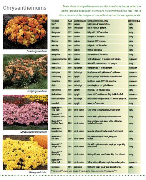 university of minnesota hardy chrysanthemums developed by the u of mn, gardening