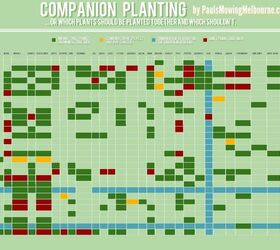 Companion Gardening - Which Plants Go Together and Which Don't