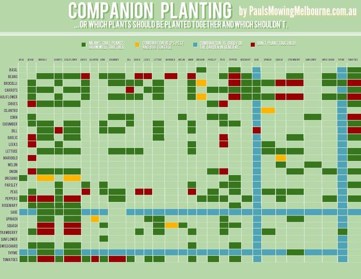 companion gardening which plants go together and which don t, gardening, Companion Planting The Do s and Don ts of Planting in Your Garden