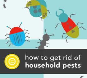 16 common household pests and how to get rid of them, pest control, Plagued by household pests Don t reach for toxic repellants just yet From centipedes to mice read on to learn how to get rid of em the safe ethical and environmentally friendly way