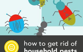 16 Common Household Pests and How to Get Rid of Them