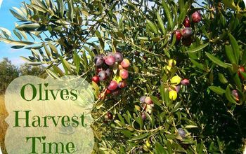 Olives Harvest Time