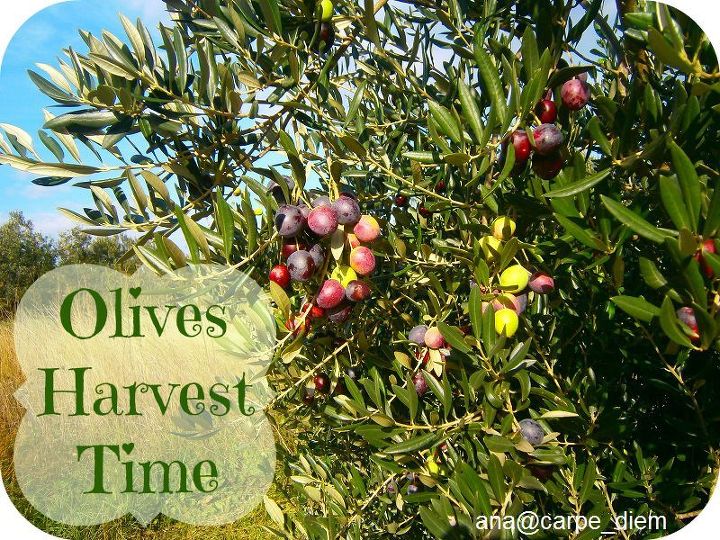 olives harvest time, gardening, Olives harvest Time in Croatia
