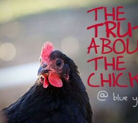 the truth about the chickens at blue yurt farms, homesteading