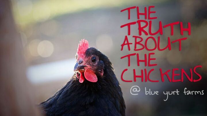 the truth about the chickens at blue yurt farms, homesteading