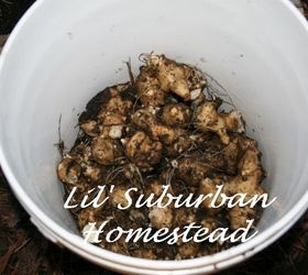 diy jerusalem artichoke wine, homesteading, repurposing upcycling, It all started with a resource that keeps coming back in our garden this year our Jerusalem Artichokes