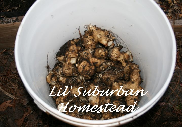diy jerusalem artichoke wine, homesteading, repurposing upcycling, It all started with a resource that keeps coming back in our garden this year our Jerusalem Artichokes