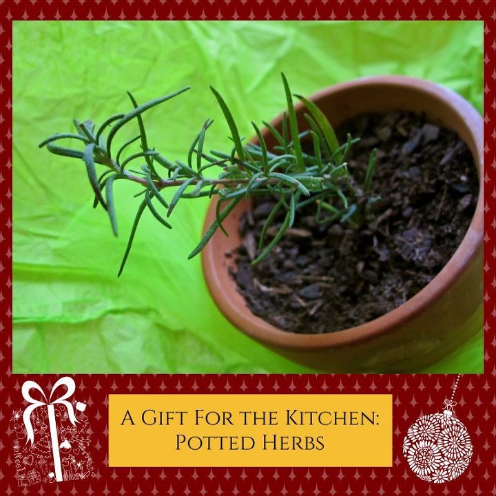 homemade homestead christmas potted herbs as gifts, flowers, gardening, homesteading, perennials, Choose perennials like rosemary thyme sage or lavender or popular culinary herbs such as basil
