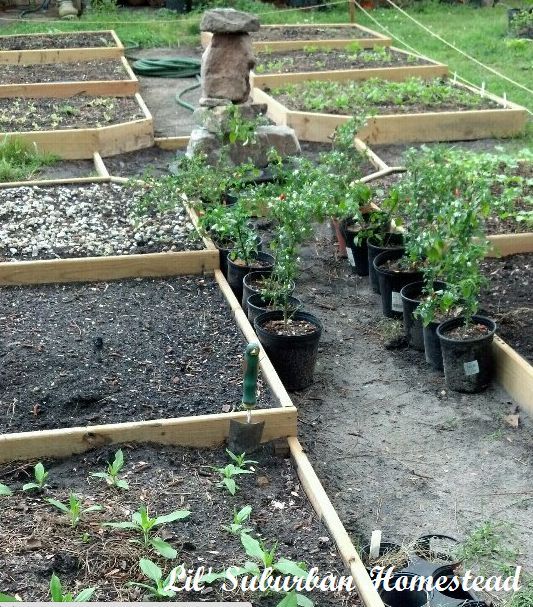 build your own raised colonial gardens, diy, gardening, how to, raised garden beds, woodworking projects, The beginning of the garden is beginning to look an actual raised bed garden