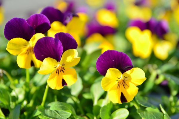plant these 4 flowers indoors get sublime spring blooms for lesss, flowers, gardening, Pansies