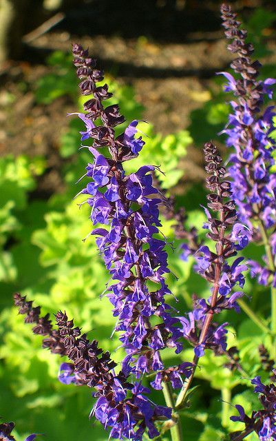 plant these 4 flowers indoors get sublime spring blooms for lesss, flowers, gardening, Larkspur