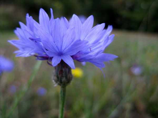 plant these 4 flowers indoors get sublime spring blooms for lesss, flowers, gardening, Cornflower